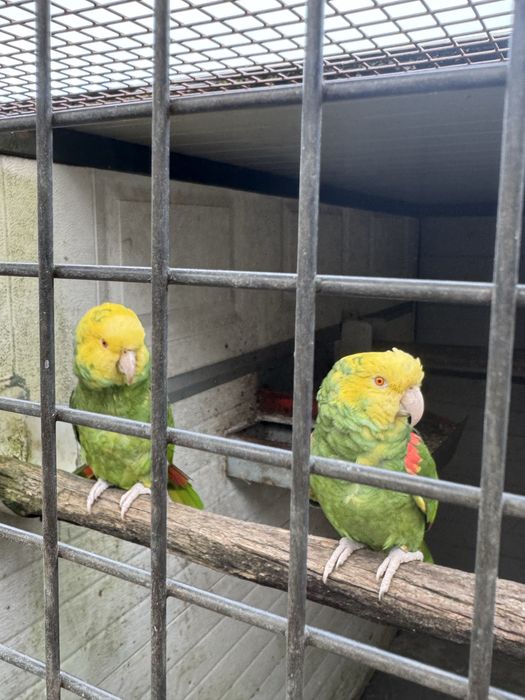 Casal Papagaios Amazona oratrix