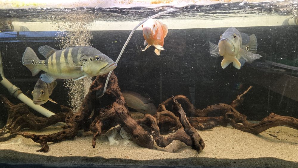 2 ciclhas piquiti 1 ciclha ocellaris