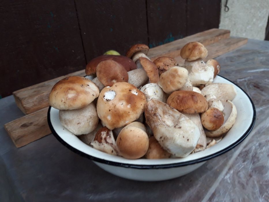 Білі сушені гриби 2025