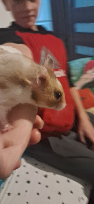 Oddam półrocznego chomika syryjskiego