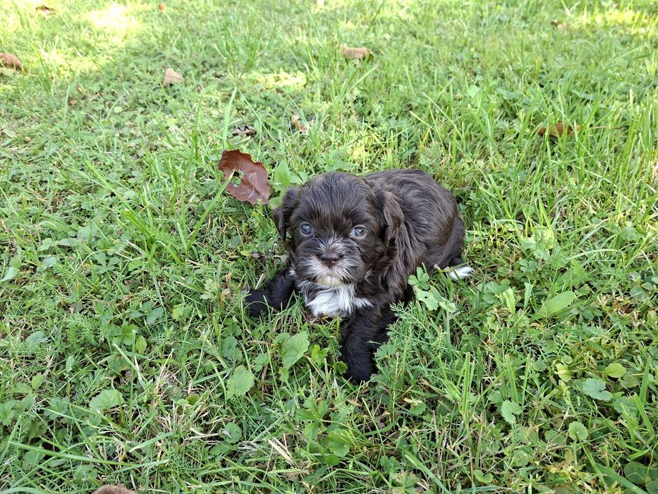 Shih-tzu piesek czekoladowy