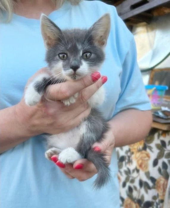 Котята котики котенок  мальчик