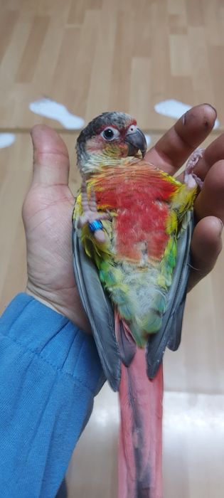 Papuga oswojona  z klatką