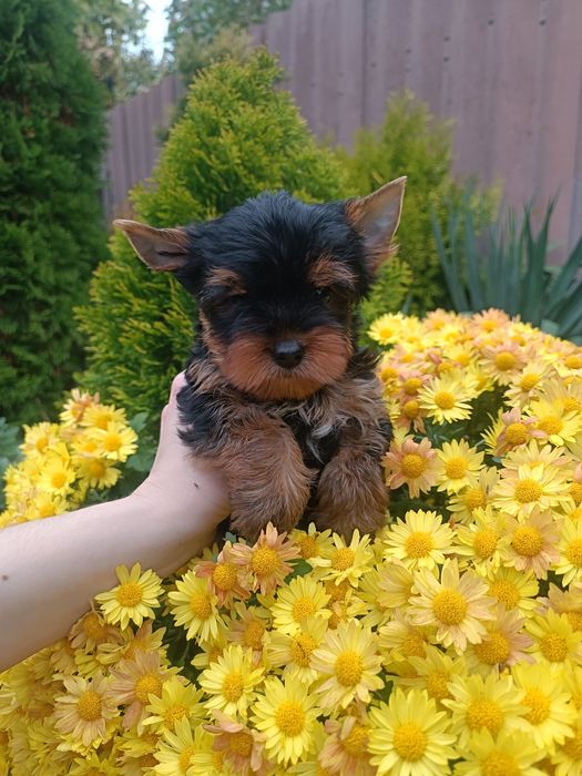 Милота в Ваш дом