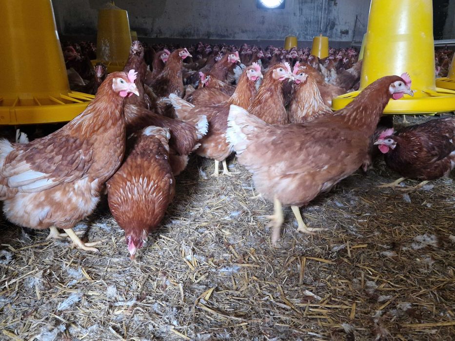 Kurki kokoszki nioski Tetra brązowa odchowana dowóz możliwy