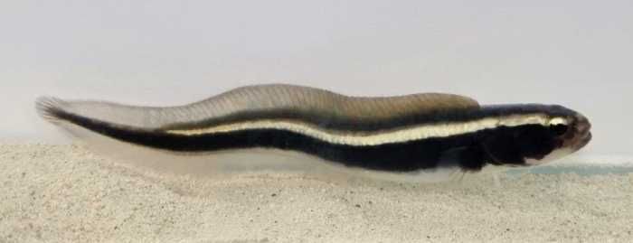 Pholidichthys leucotaenia (S) - babka inżynier, babka murena