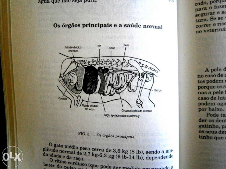Como tratar do seu gato alimentação, variedades,doenças e tratamento