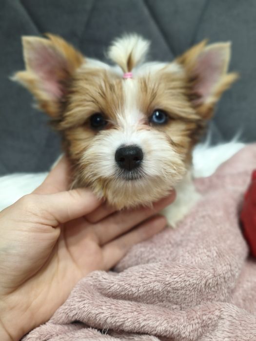 Sunia Redberry Yorkshire terrier niebieskie oczko gotowa do odbioru