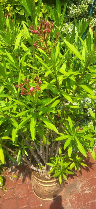 sprzedam duży oleander