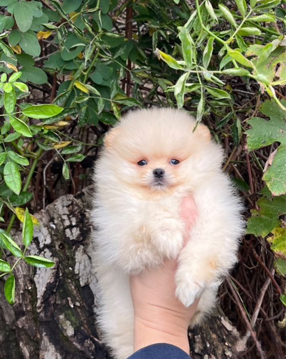 Продається померанський шпіц хлопчик