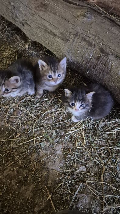 Кошенята маленькі