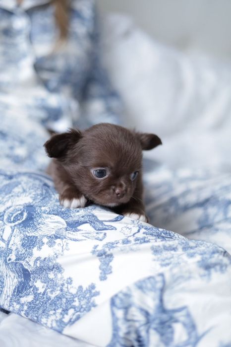 Chihuahua FCI chłopak