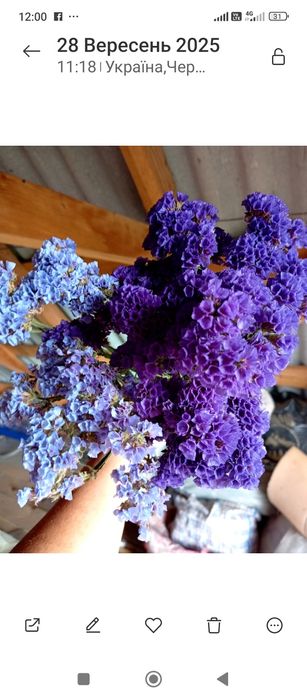 Кермек або статиця.