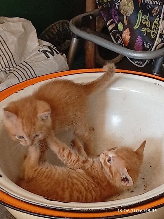 Котенятка шукають дім