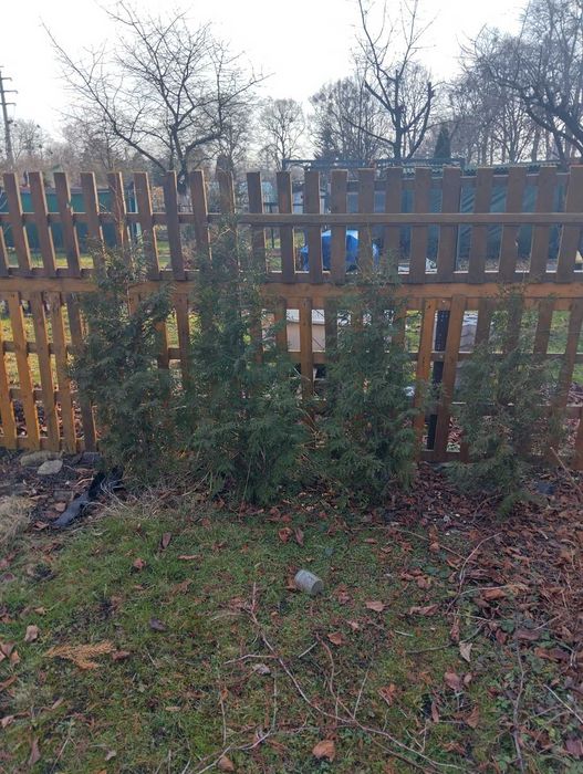 Sprzedam TUJE Brabant  pomogę wykopać
