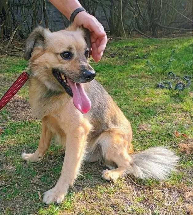 Parys piesek do adopcji