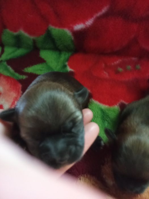 Собачки продаються