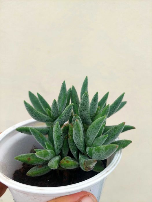 Planta Suculenta Sedum