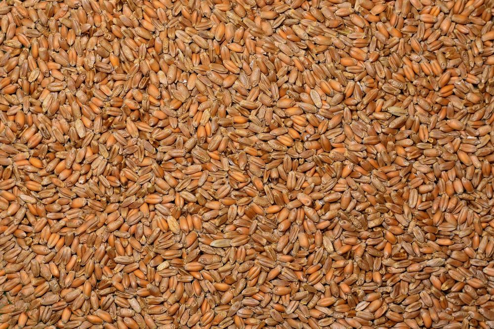 Продам пшеницю урожай 2025 р