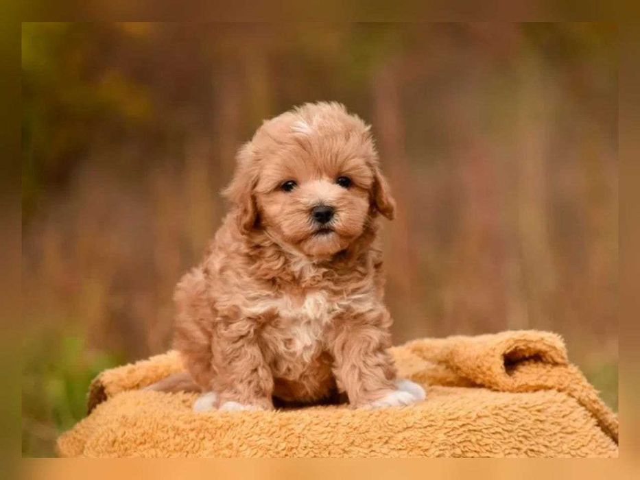 VIP-мальтіпу хлопчик-карамелька