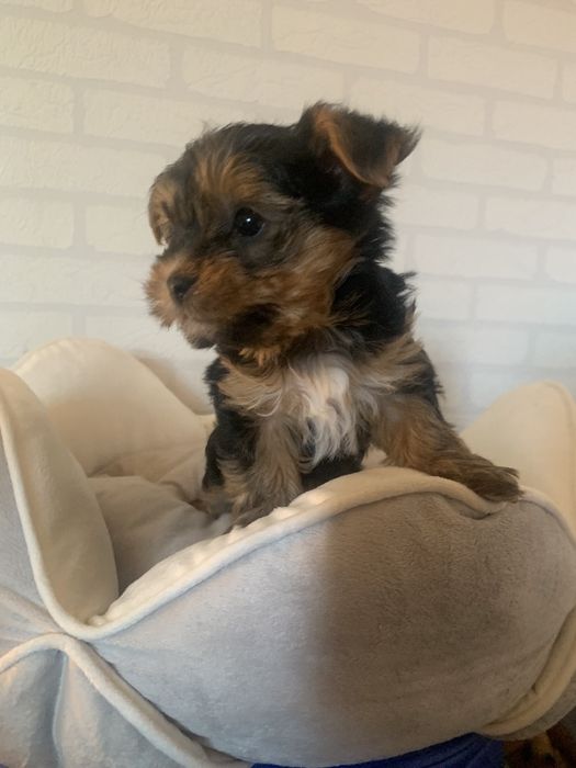 Piesek yorkshire terrier