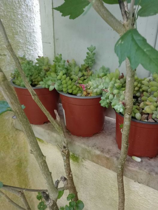Planta natural, suculenta pendente, Rabo de burro ou Dedo de moça