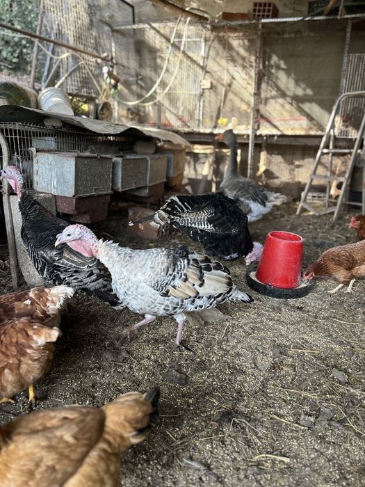 Ovos de perua para chocar