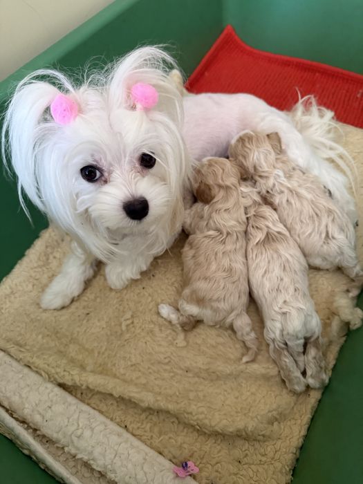 Міні мальтипу ф1