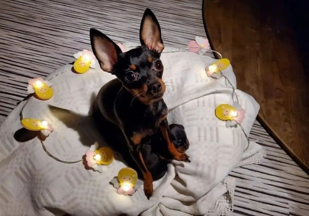 Praski Ratler Ratlerek XXS miniaturka (nie pinczer miniaturowy) mini