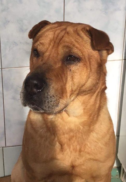 Пропала собака Космос