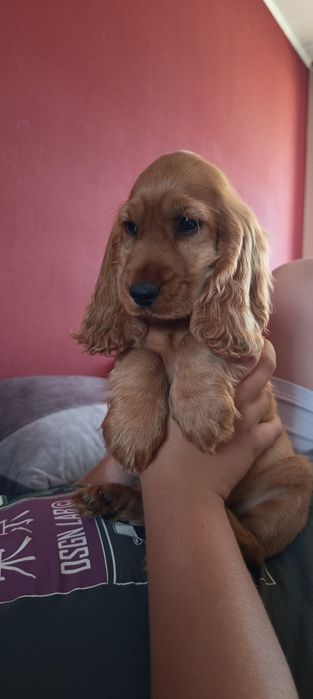 Szczeniaki Cocker Spaniel