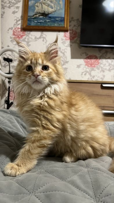 Красная рыжая Девочка мейн-кун