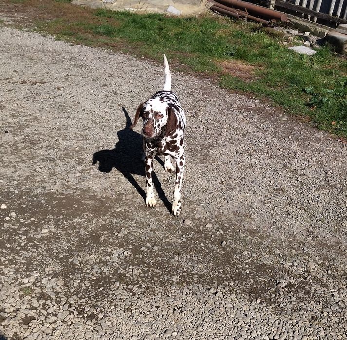 Продаються Далматини