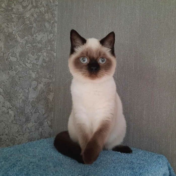 Шотландские котята.