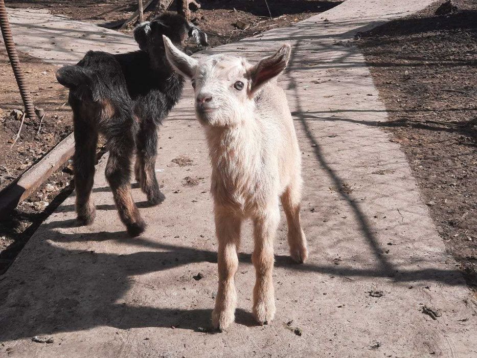 Продаються козенята