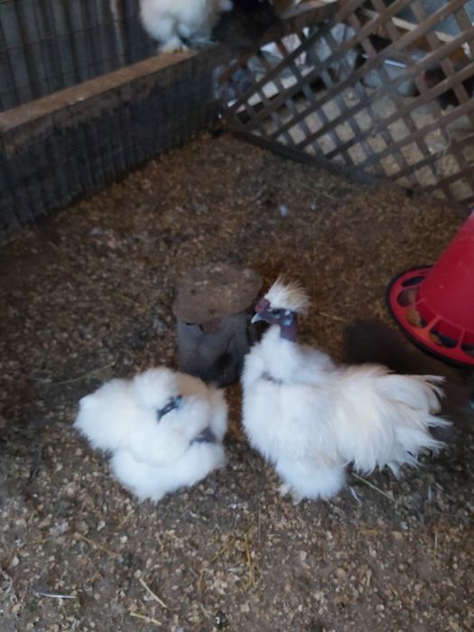 Ovos galados de sedosas do Japão 0,50€