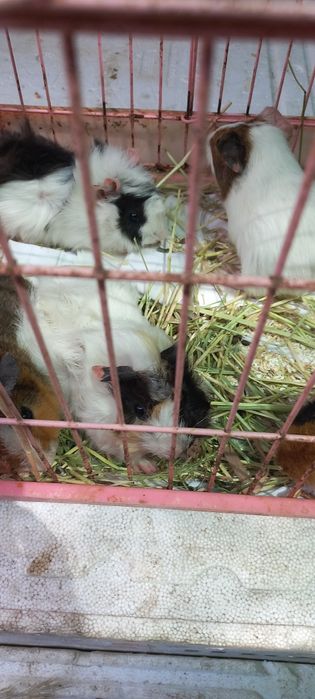 Свинки морские разные