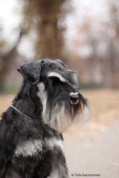 Цвергшнауцер, Київ