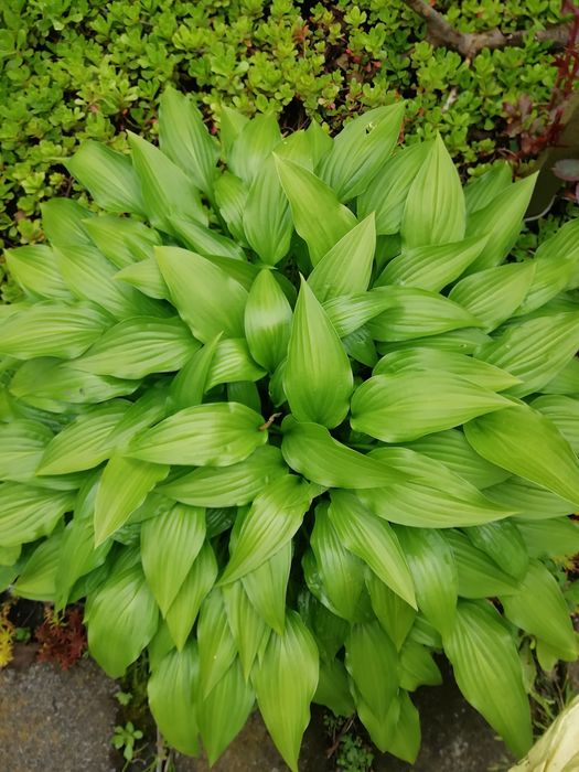 Хоста многолетник.