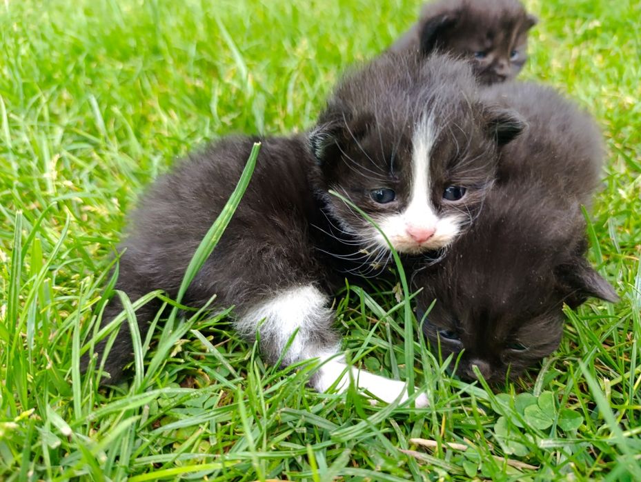Кіт, кошеня, коцур