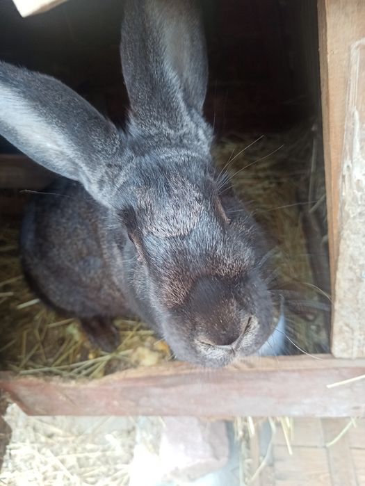 Продам кроликов породистых