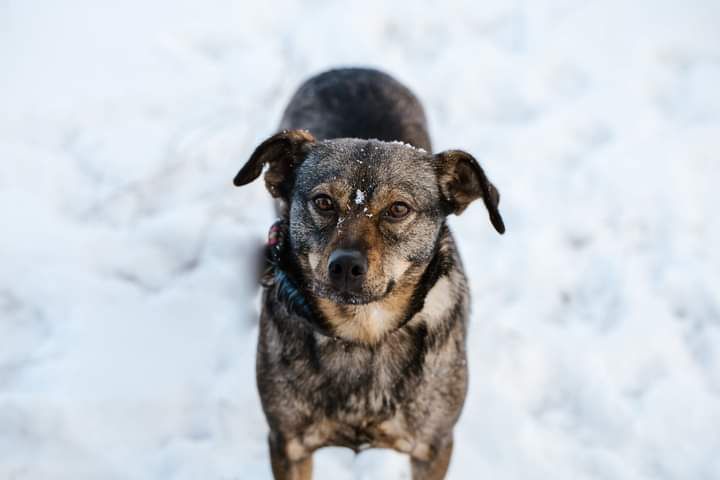 Drobniutka, młoda Sunia poleca się do adopcji!