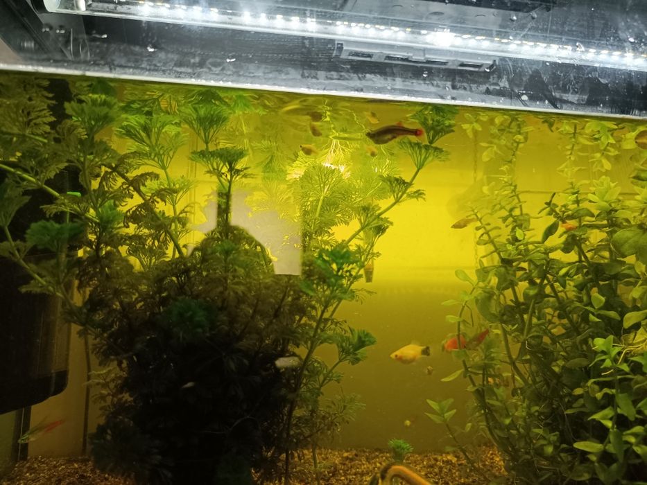 Animais ,peixes de água quente