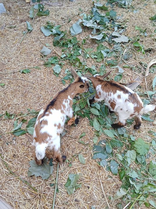 Cabritos e cabras anas