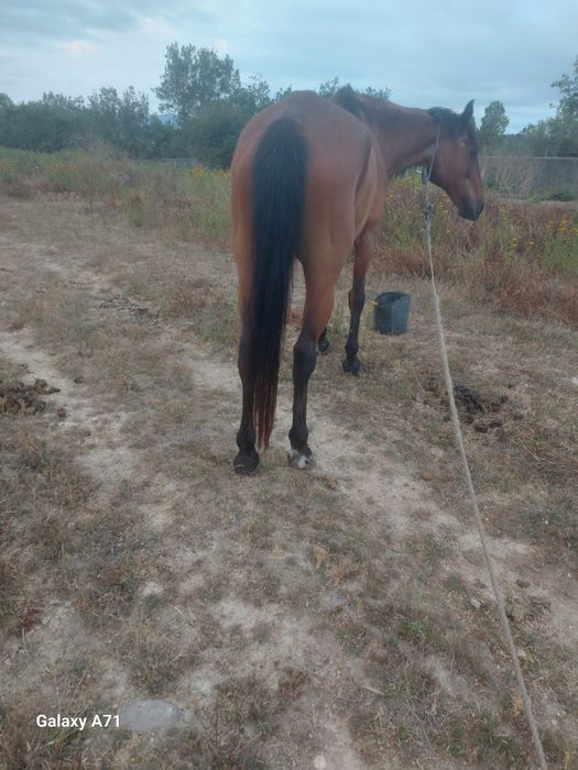 Egua  mansa  montada