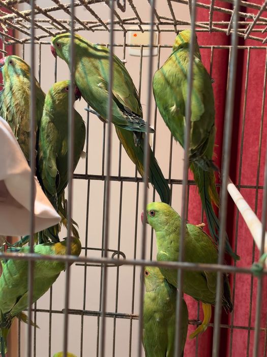 Ring Necks Verdes