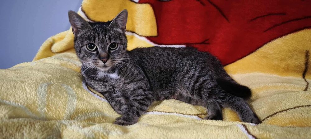 Urocza Havana prosi o dom