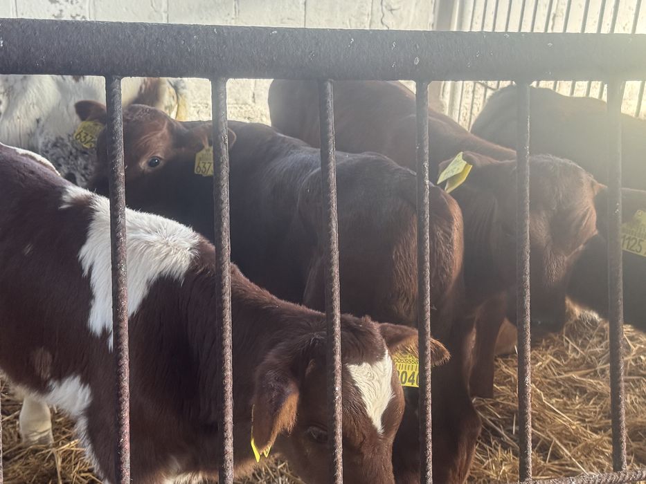 Cielęta mięsne profesjonalny odchów