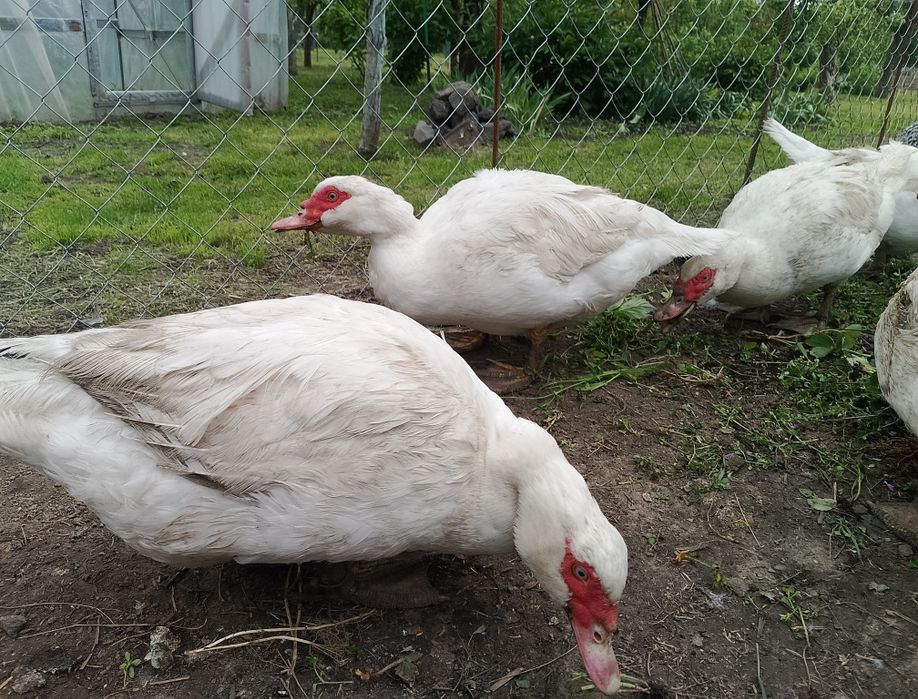 Інкубаційне яйце мускусної качки німецької лінії