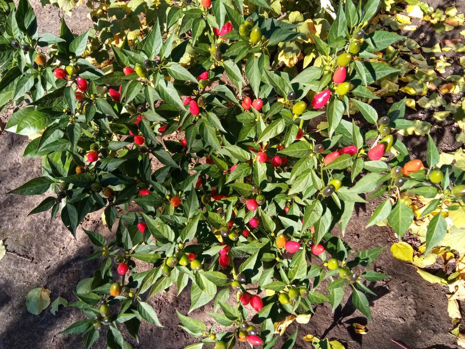 Перец огонек Семена. Перець вогник Насіння. Більше 100 плодів на 1 рос